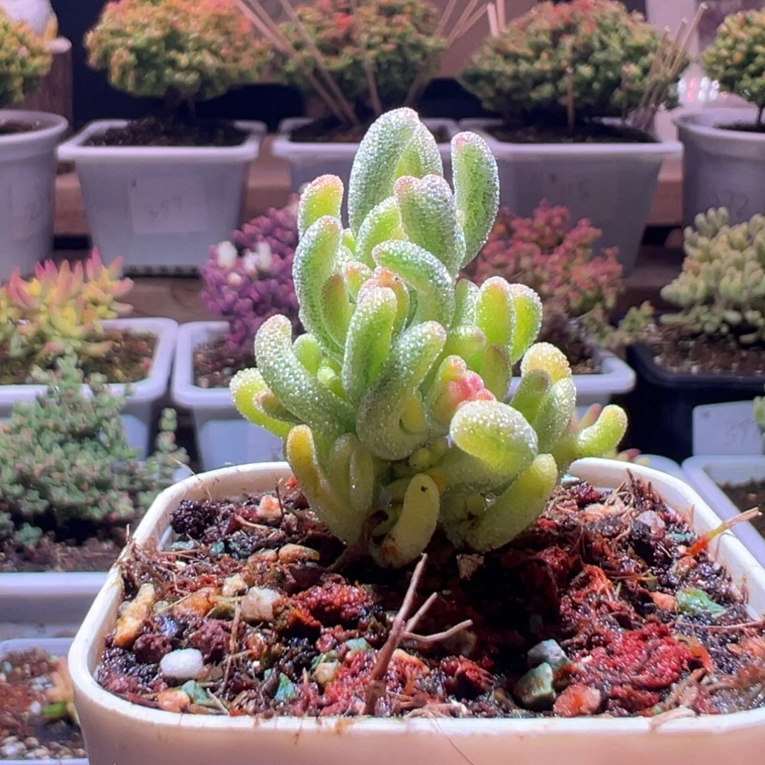 387钻石黄一物一拍包开箱