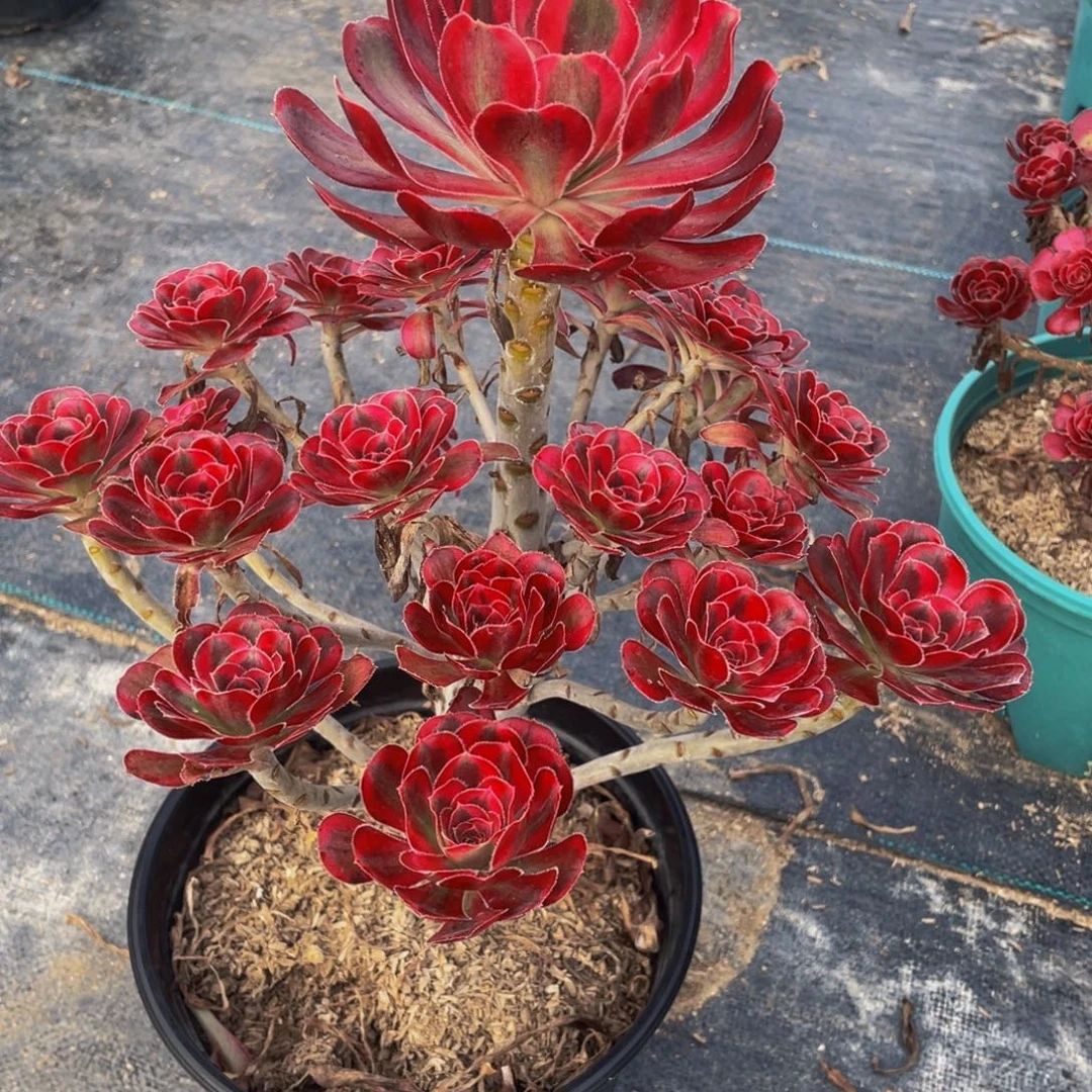 明***可香奈儿多肉植物975000