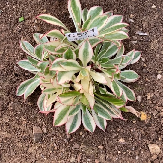 571魅影多肉植物