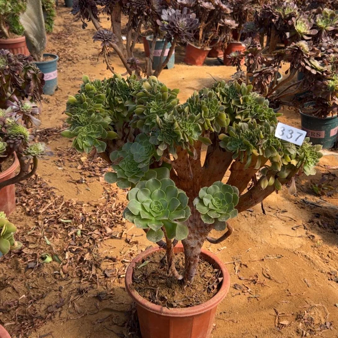 玫瑰缀337宽高40厘米