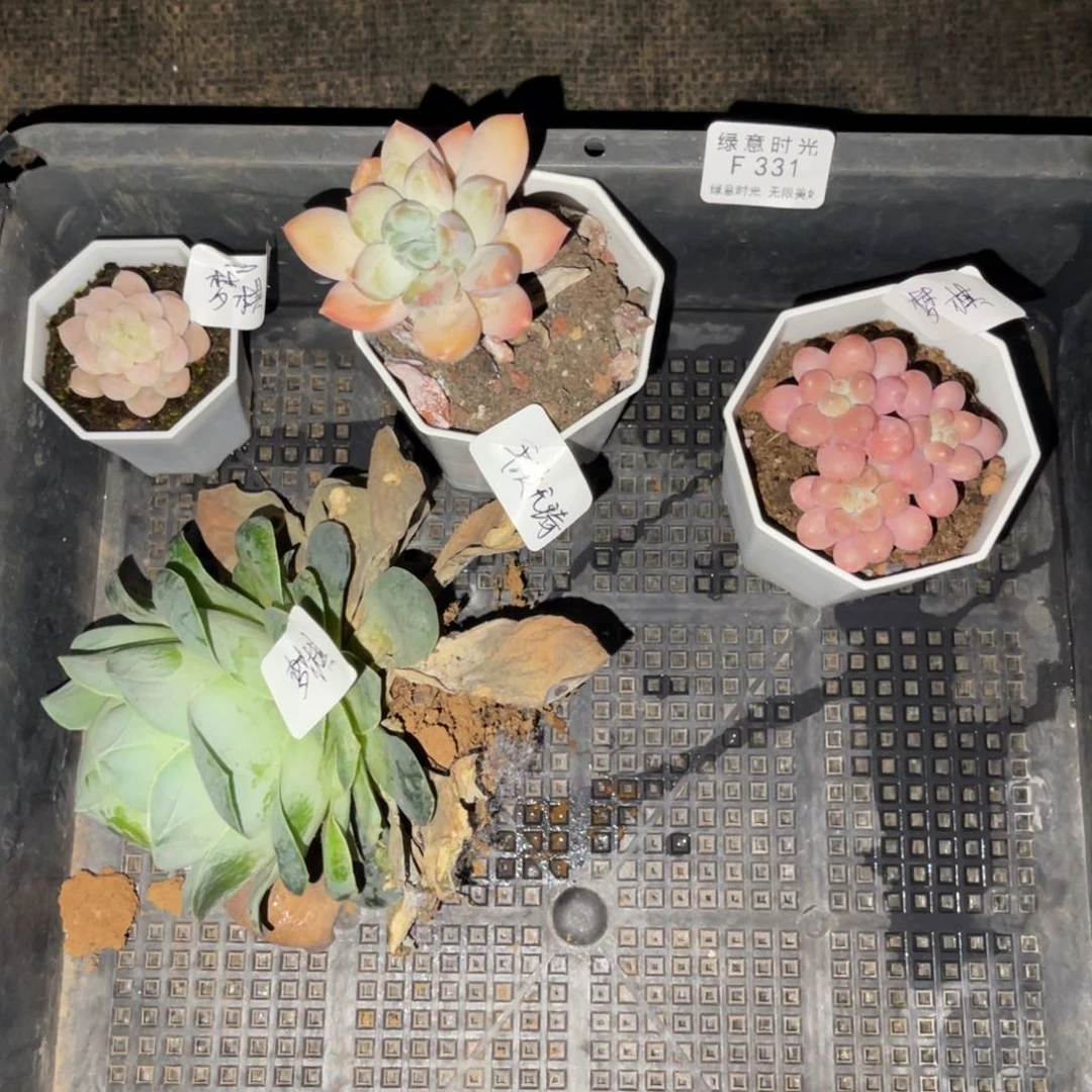 平***_331 带陶瓷盆发货 满28包邮