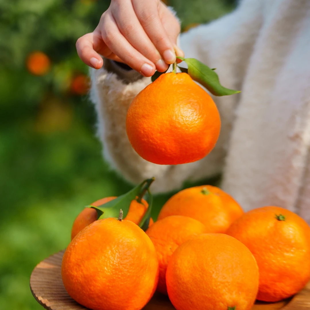 【V嘉精选】眉山果冻橙三斤左右