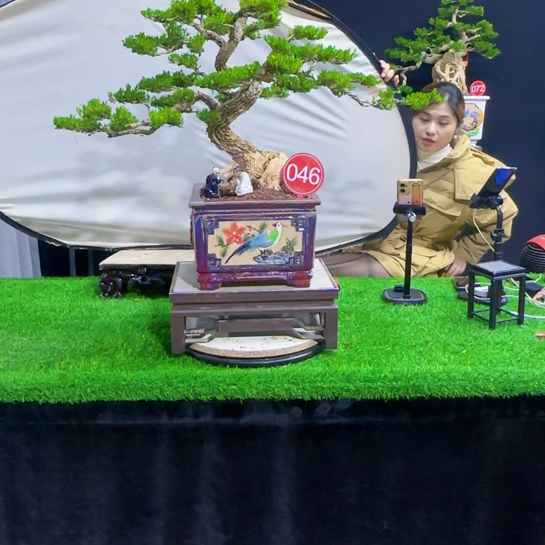 当前无花朵，栽培后可花朵