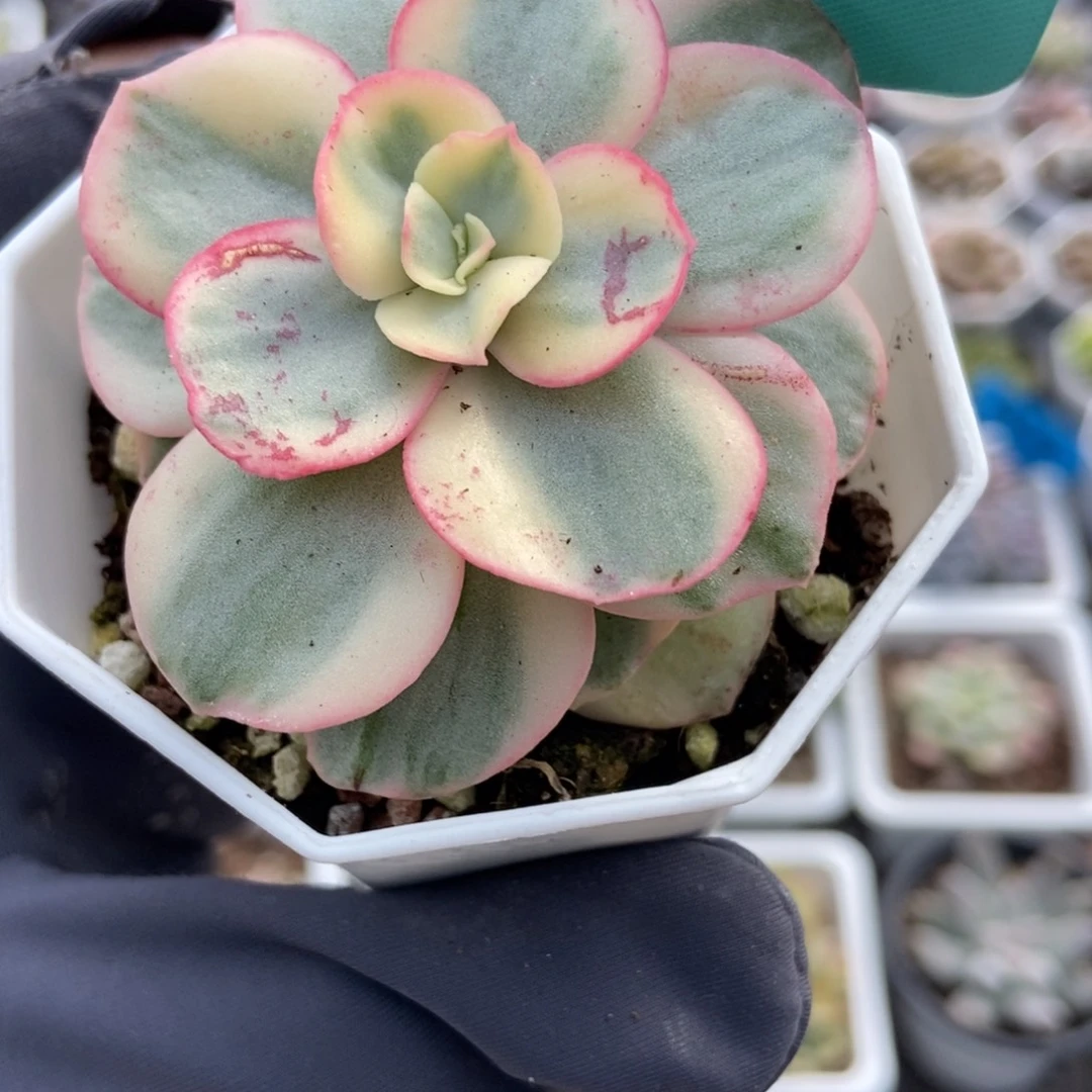 1511秀妍锦多肉植物