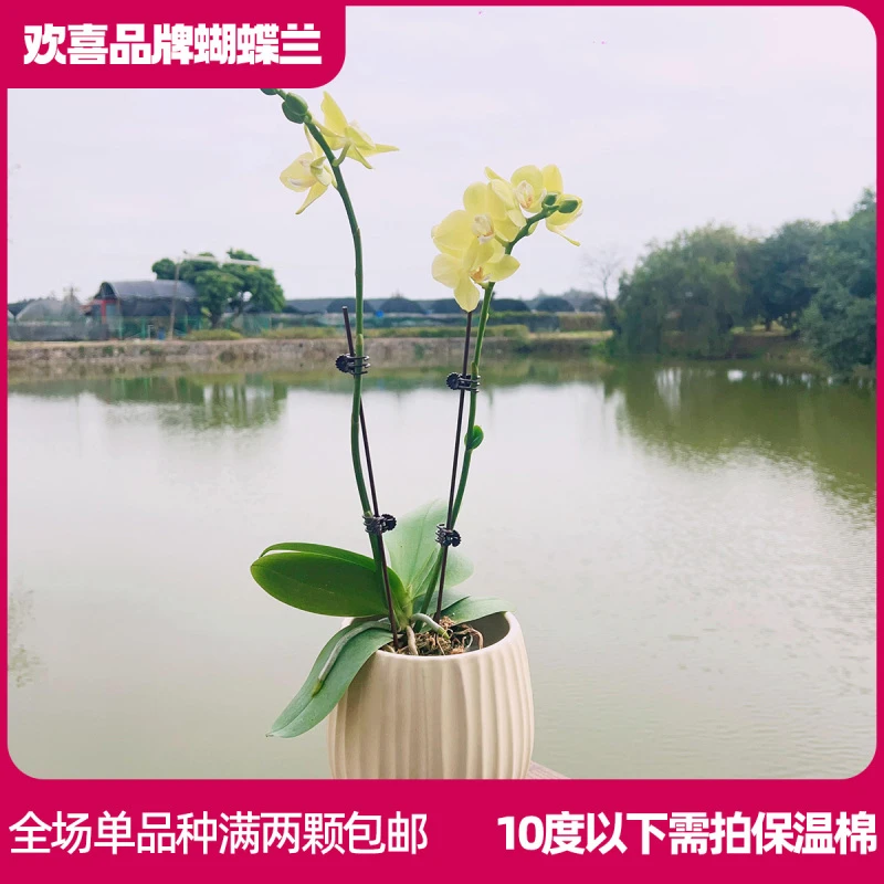 【绿精灵】精品蝴蝶兰室内绿植