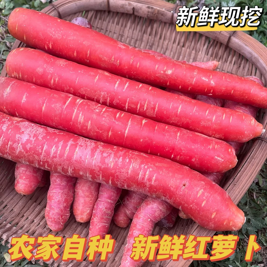 3斤 贵州老品种胡萝卜水果萝卜新鲜沙地脆甜蔬菜水洗红萝卜现挖