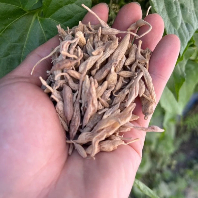 【边境先収山货】-山-麦-冬250g-1000g滋补营养品