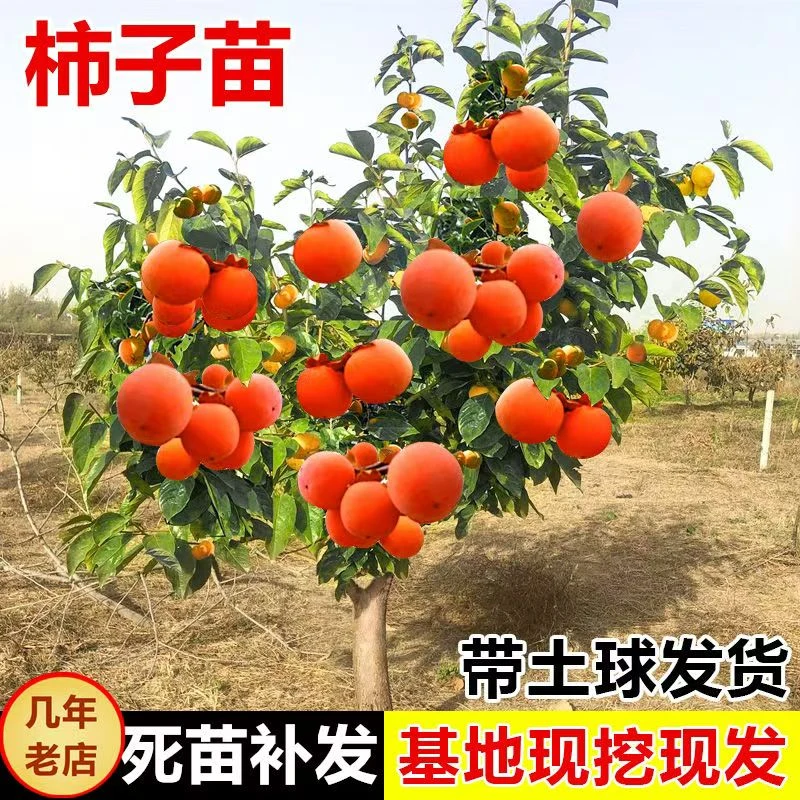 柿子树嫁接脆甜柿子软柿子盆栽地栽庭院阳台南北方种植