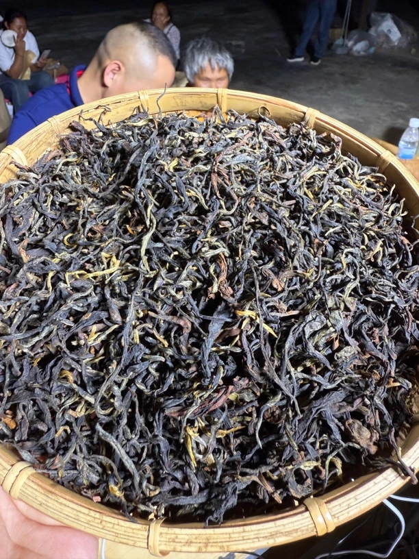 2025年云南临沧勐库正气塘头春混采红茶散250g 9月6日（10号）