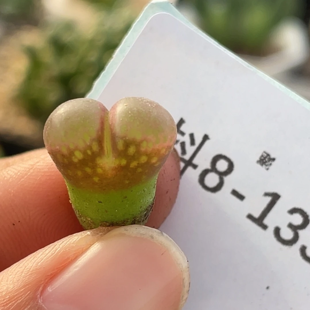 8-133风铃多肉植物