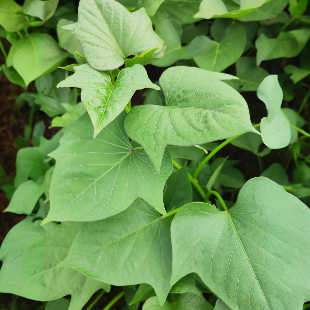 农家自种新鲜现摘红薯藤叶尖红薯叶当季应季蔬菜