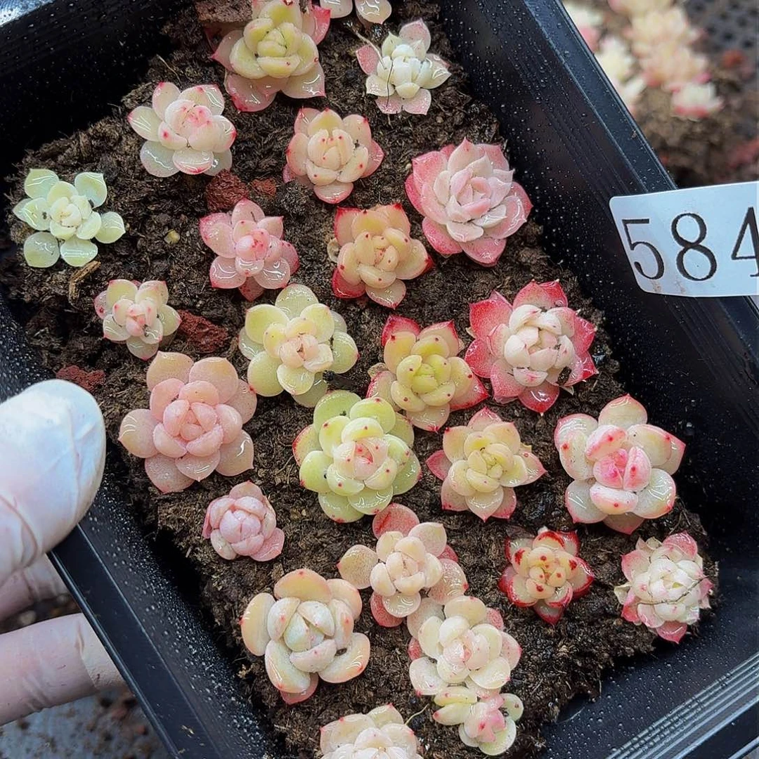 多肉植物多肉植物584