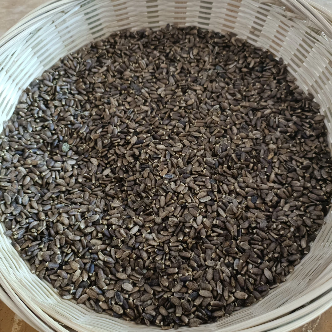 碧田园土特产    水飞蓟菇