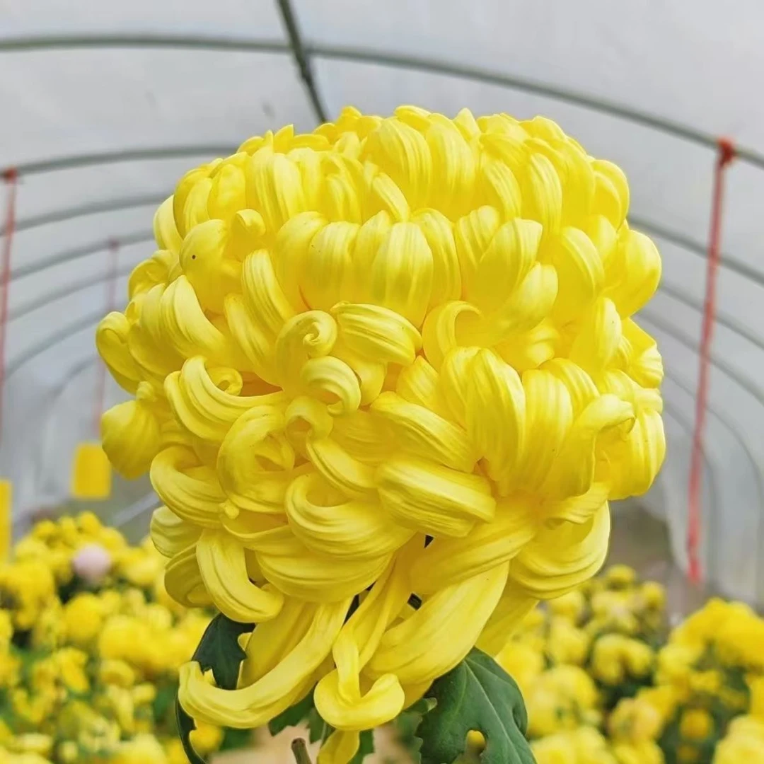 【泉乡冲天】大花九月菊  多年生宿根植物  土球发货