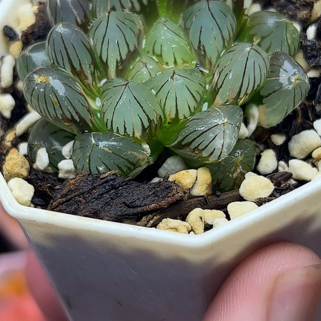 龙爪锦十二卷多肉植物