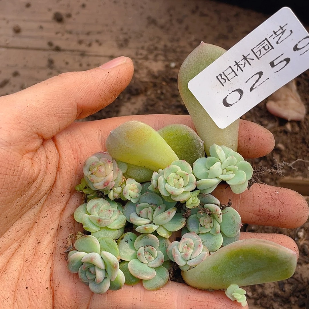 多肉植物多肉植物259