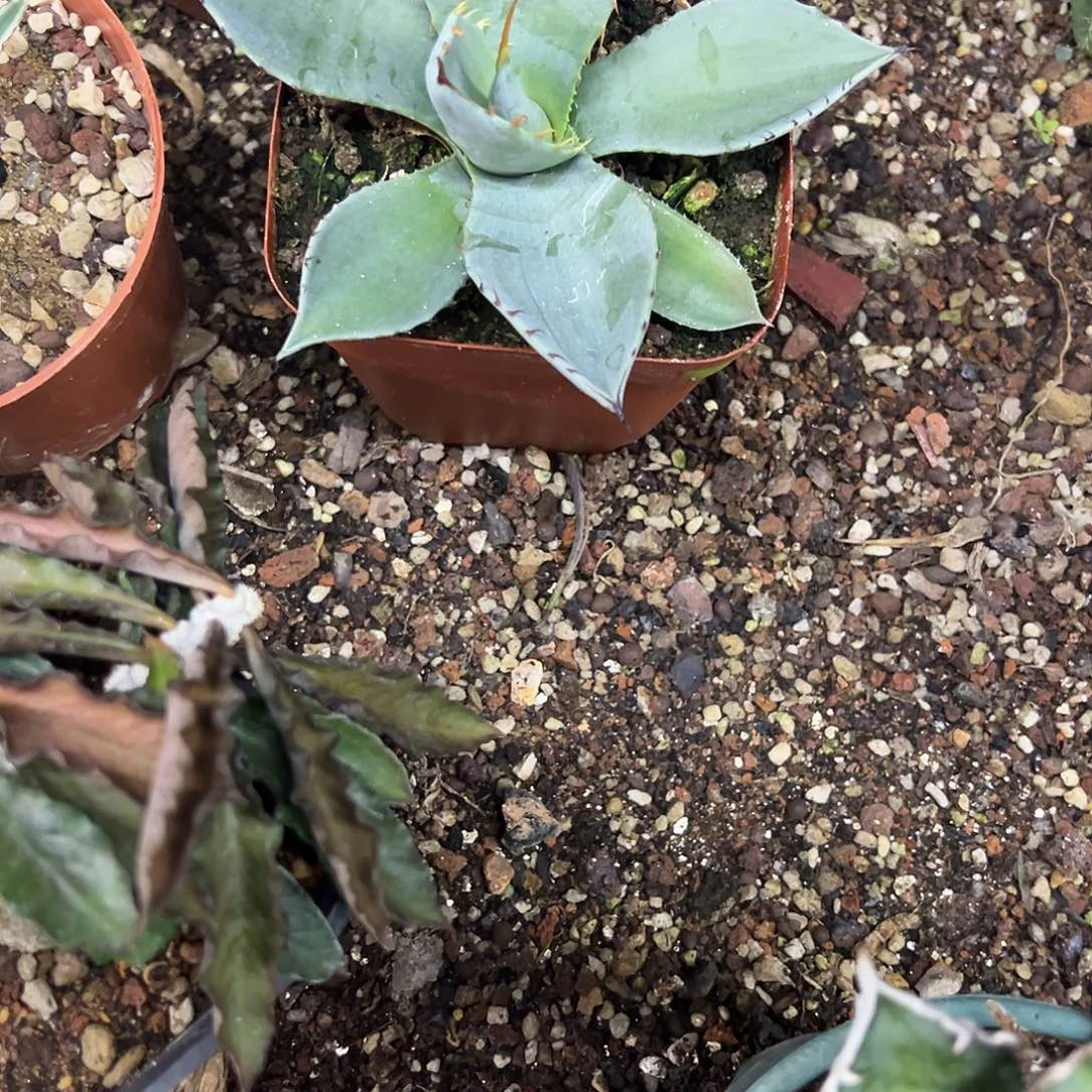 春*圆叶福克斯，屈原之舞大牙子2个植物