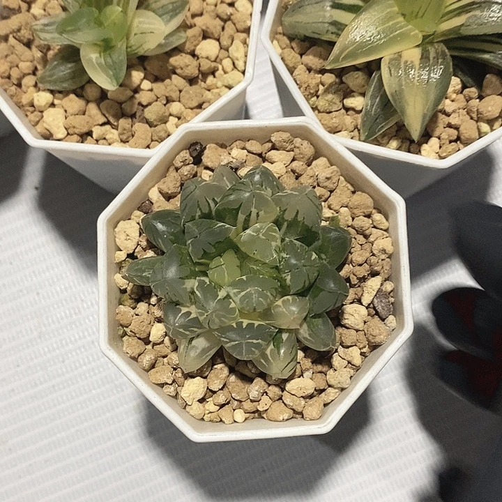 玉露十二卷多肉植物