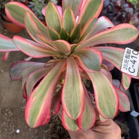 410红魔女满25包邮多肉