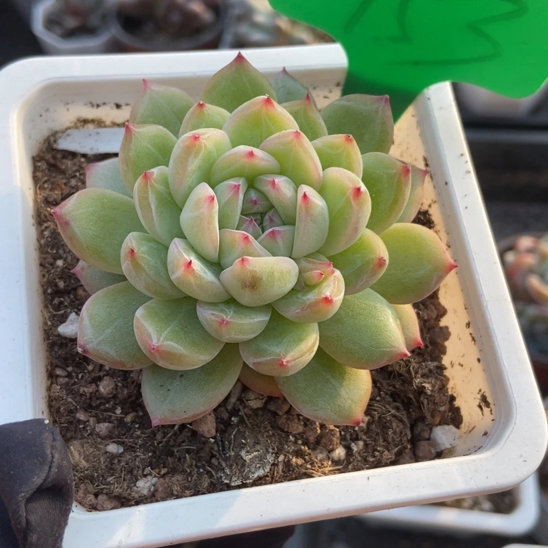 753雪花珍妮多肉植物