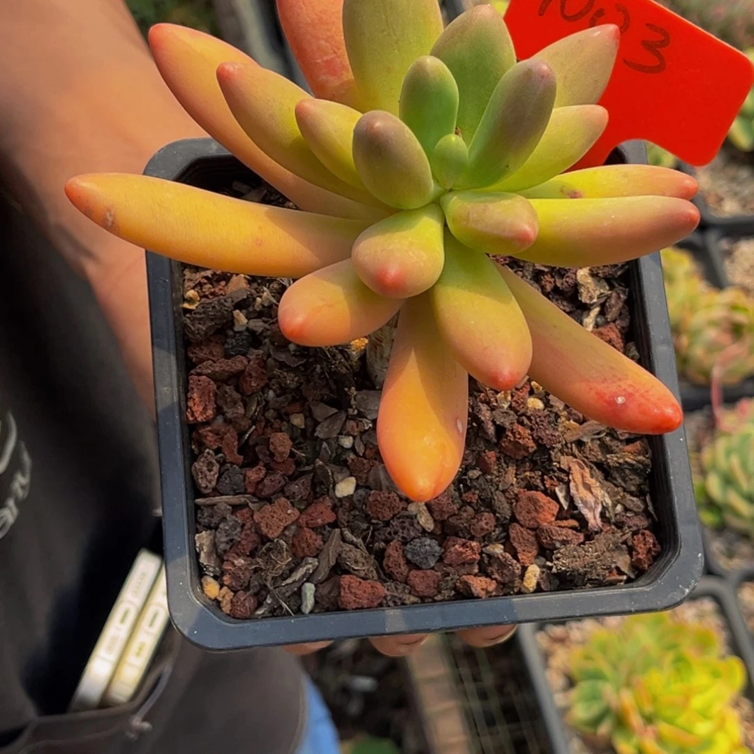 【****志1003号上午多肉植物群生多肉