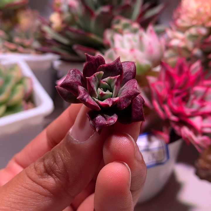 罗西玛侧牙锦锦锦