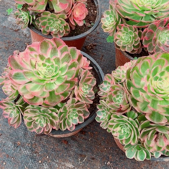 水蜜桃多肉植物大战