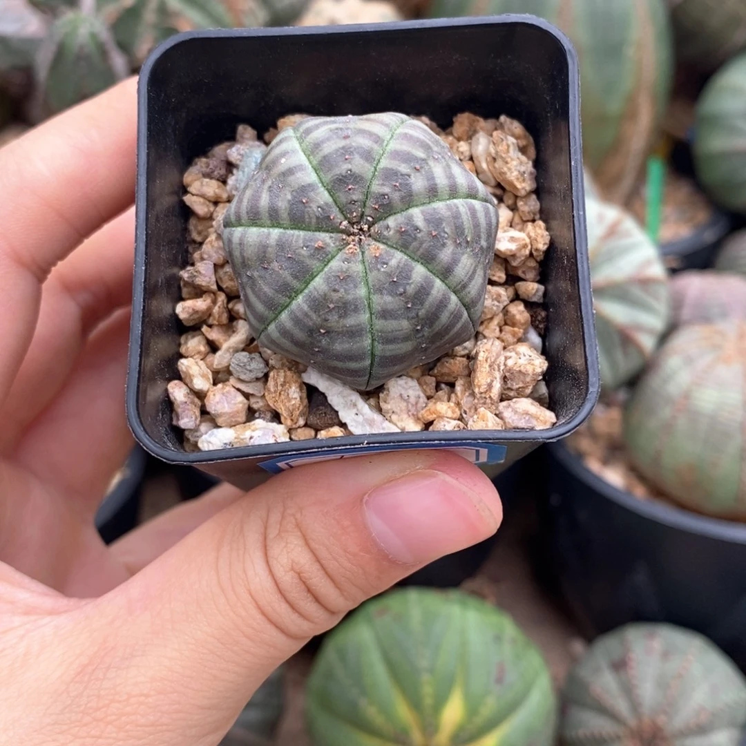 18欧系实生布纹球一物一拍