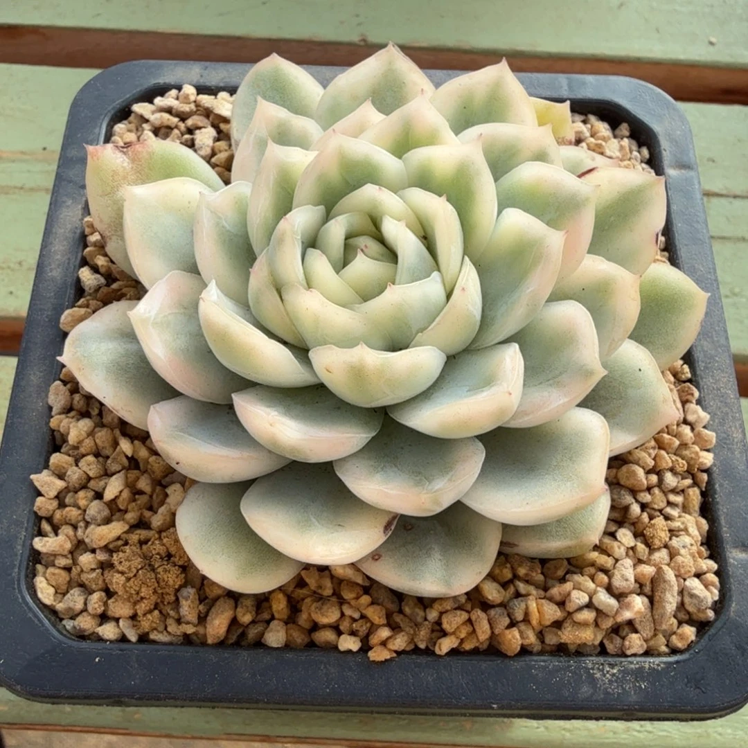 寒酥锦锦上园艺一物一拍