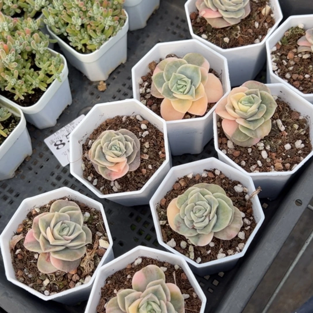 可爱玫瑰锦到手1颗量拍多肉满20元包邮下午发货