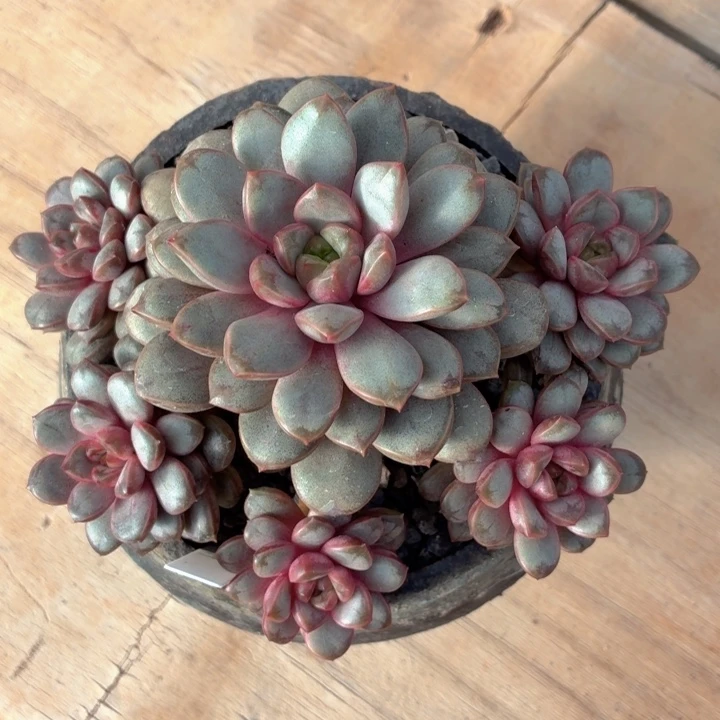 多肉植物 葡萄一物一拍-4