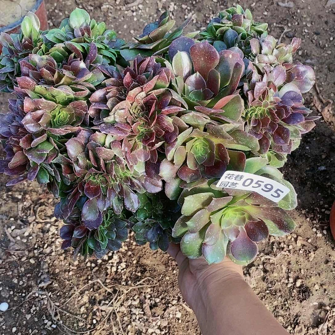 595号柠檬玫瑰缀化多肉植物