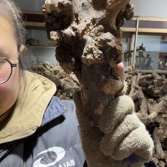 香榧木红*火琉璃的毛料摆件摆件