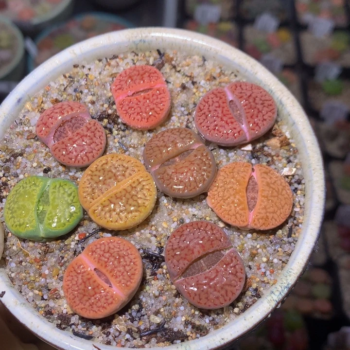 精品生石花225.139