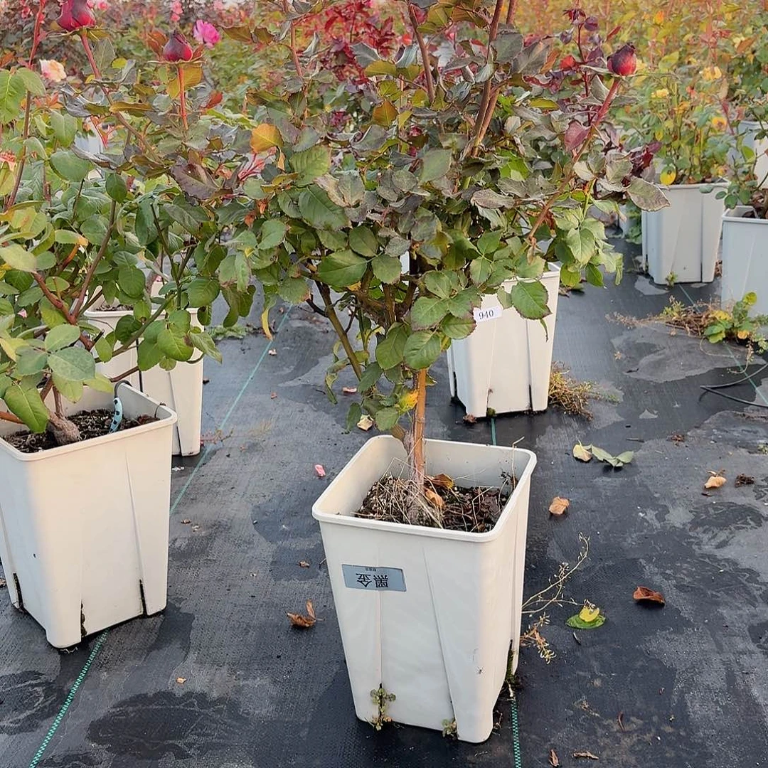 当前无花朵，栽培后可花朵942