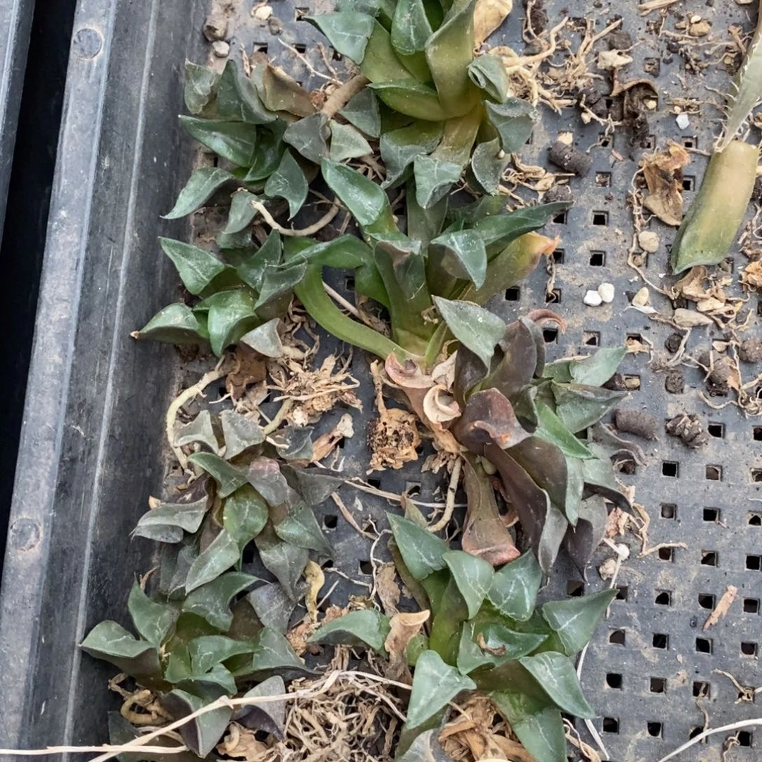 2745 一颗木叶克里克特 中秋福利