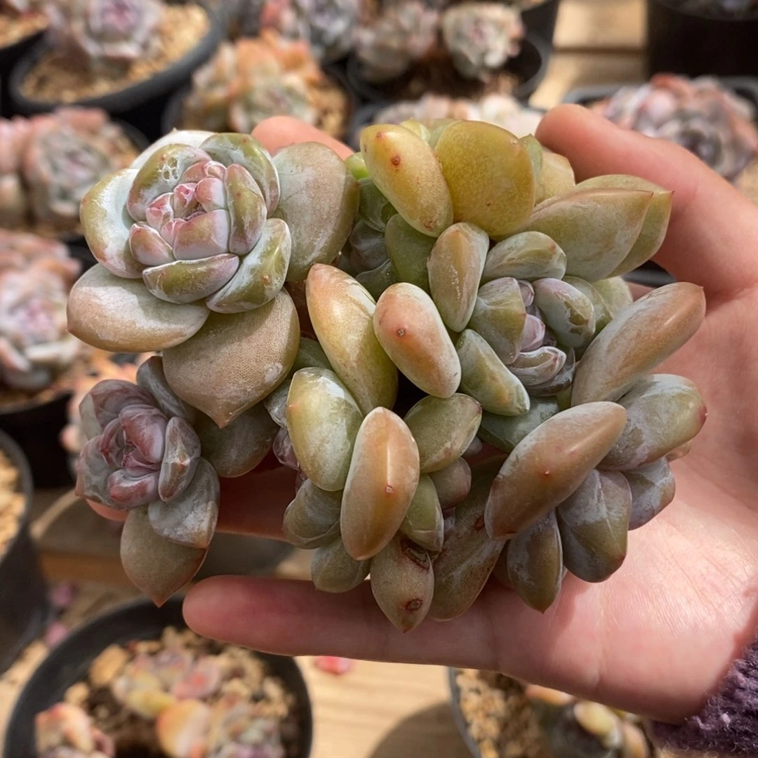 十头绿底紫心短圆肥