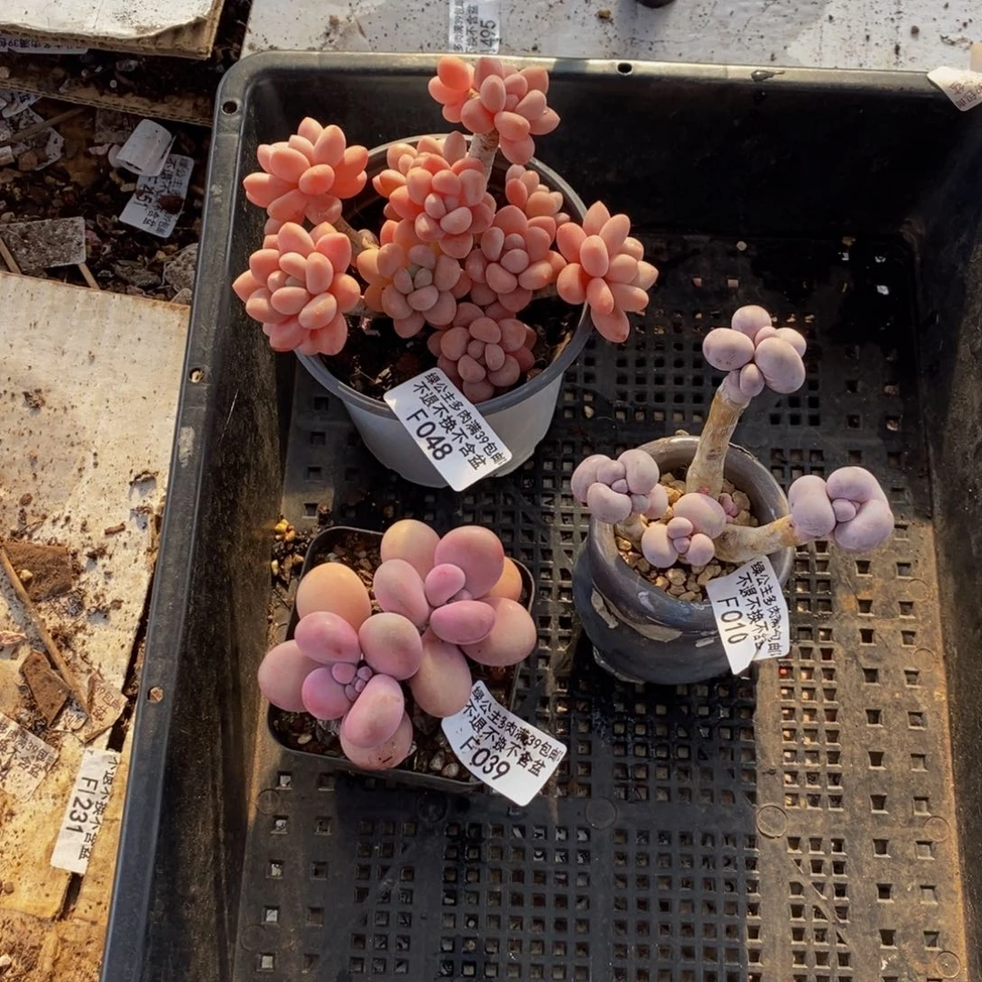 妮**。鱼子酱049/39桃蛋039/9.9芭比奶酪38