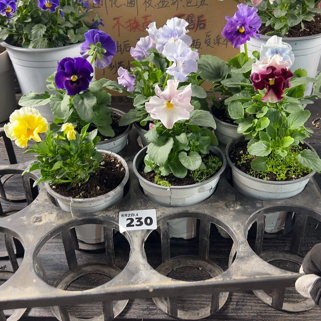 大部分花苞少量开放230号