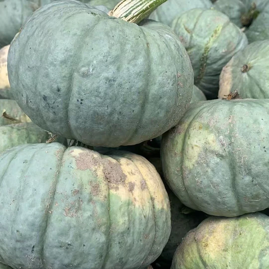 新疆银贝贝老南瓜粉面干香