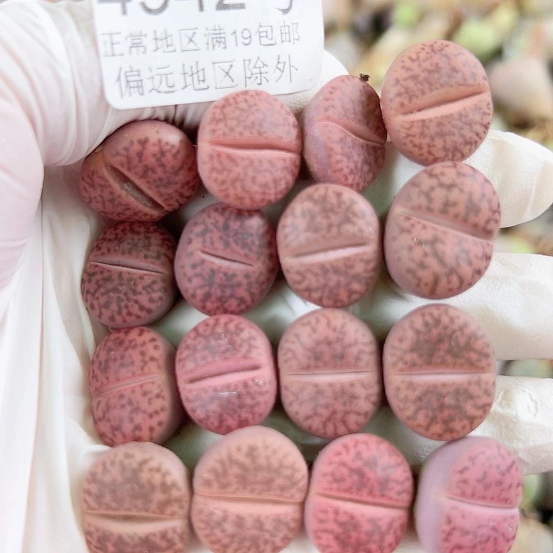 4942两年酒红16个1.5cm左右比较小特价