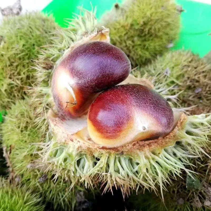 云南深山老树现摘饱满红油板栗新鲜当季美味即食