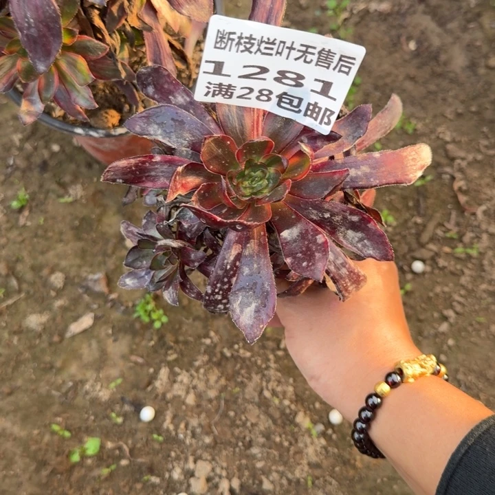 用***71281二号棚巫毒拉丝B