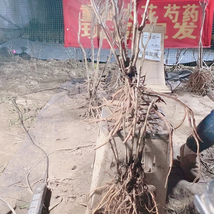 当前无花栽培后可以开花紫罗兰