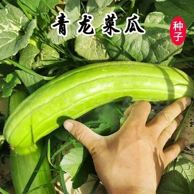 【全店满5包包邮】青龙菜瓜种子春季庭院阳台种植蔬菜种子