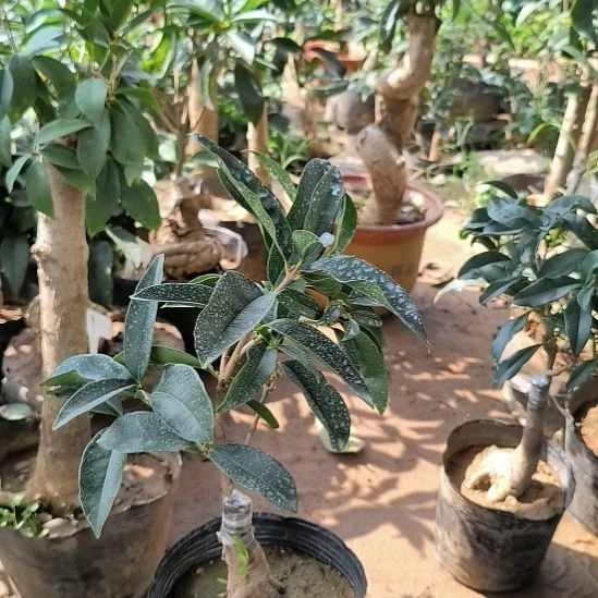 晚***风完全开放四季桂花佛顶珠