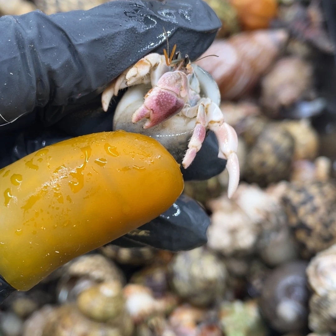 不退不换活体宠物46