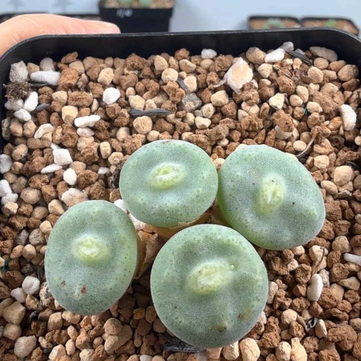 毛饼杂绿豆糕母本 带盆发