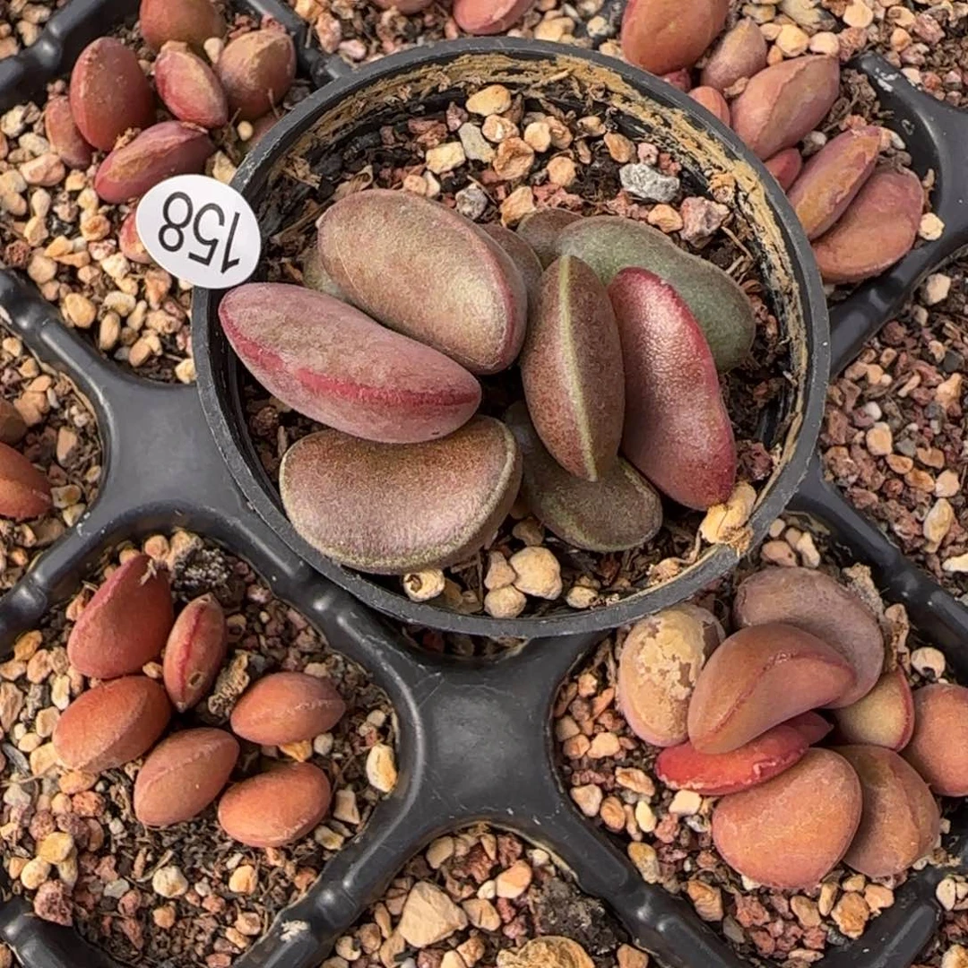 经典紫蛋水泡多肉158