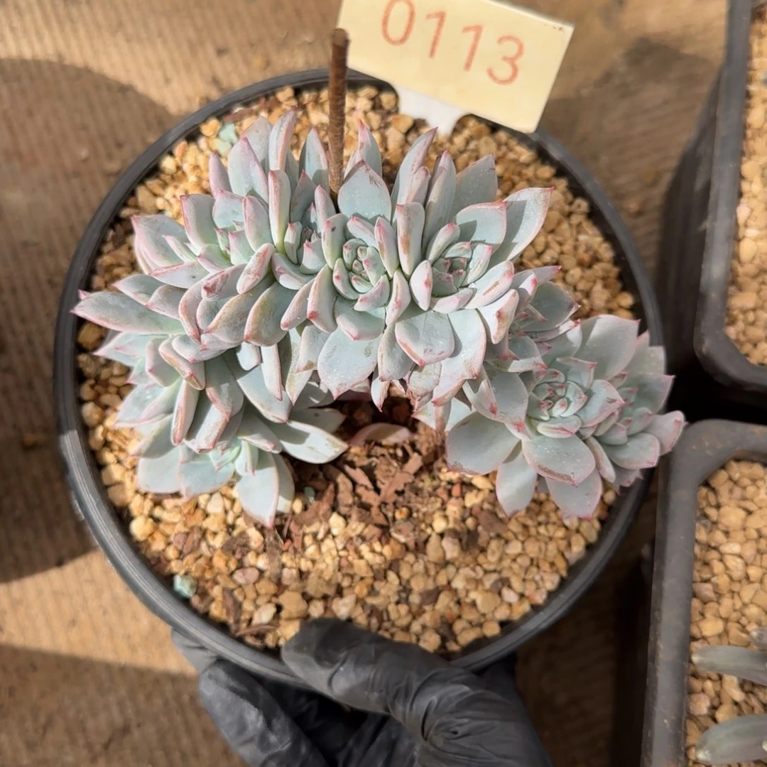 0113。     粉蓝鸟缀